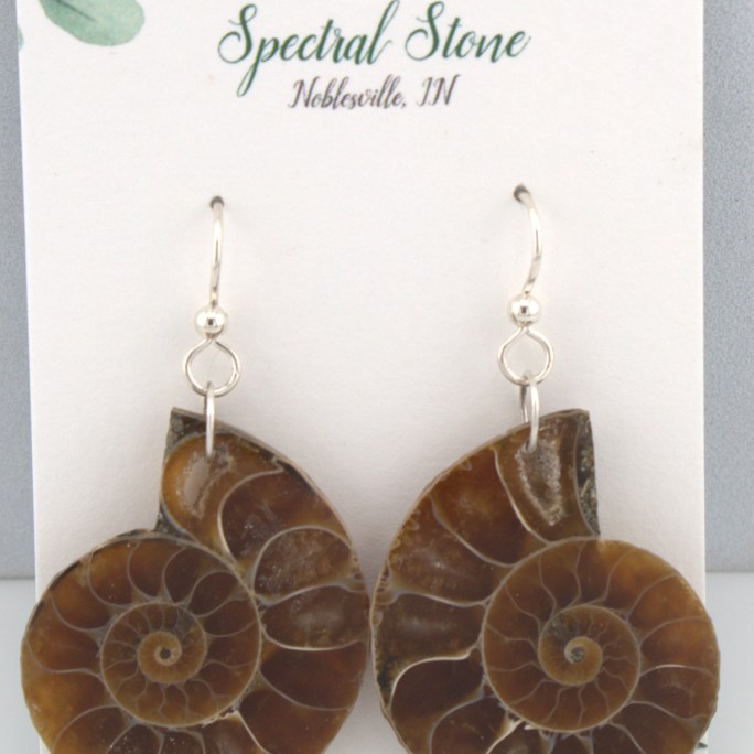 ammonite